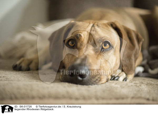 liegender Rhodesian Ridgeback / lying Rhodesian Ridgeback / SK-01726