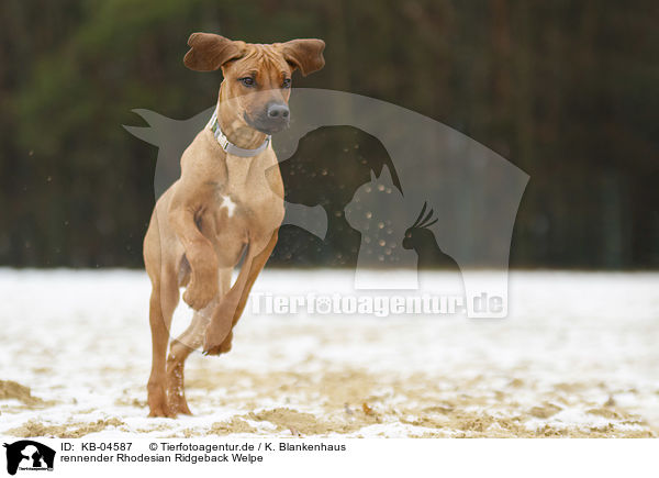 rennender Rhodesian Ridgeback Welpe / running Rhodesian Ridgeback Puppy / KB-04587