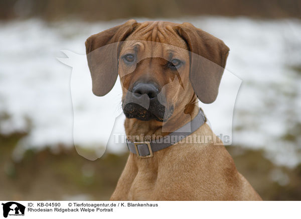 Rhodesian Ridgeback Welpe Portrait / Rhodesian Ridgeback Puppy portrait / KB-04590