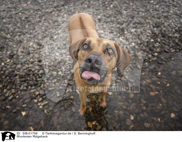 Rhodesian Ridgeback / SIB-01799