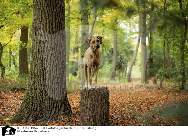 Rhodesian Ridgeback / Rhodesian Ridgeback / SK-01954