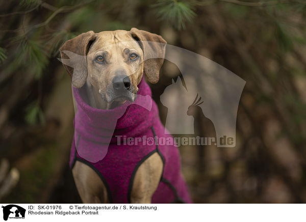Rhodesian Ridgeback Portrait / Rhodesian Ridgeback Portrait / SK-01976