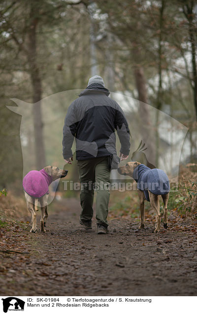 Mann und 2 Rhodesian Ridgebacks / man and 2 Rhodesian Ridgebacks / SK-01984