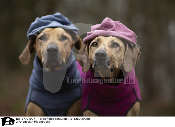 2 Rhodesian Ridgebacks / SK-01997