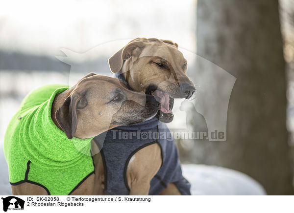2 Rhodesian Ridgebacks / SK-02058