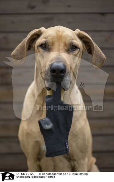 Rhodesian Ridgeback Portrait / SK-02128