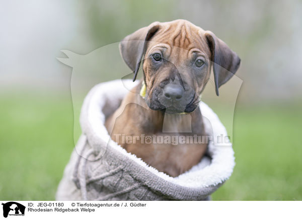 Rhodesian Ridgeback Welpe / JEG-01180