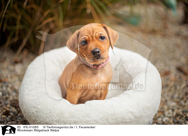 Rhodesian Ridgeback Welpe / Rhodesian Ridgeback Puppy / IFE-01085