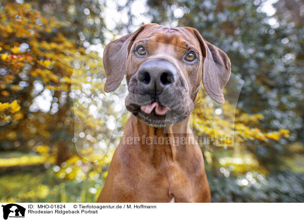 Rhodesian Ridgeback Portrait / MHO-01824