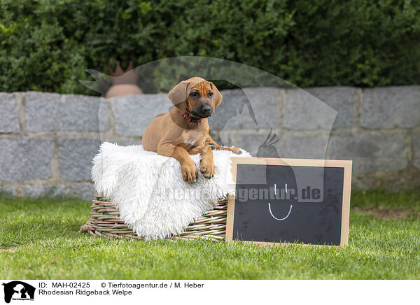 Rhodesian Ridgeback Welpe / Rhodesian Ridgeback Puppy / MAH-02425