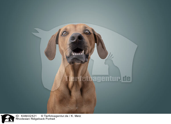 Rhodesian Ridgeback Portrait / KAM-02421