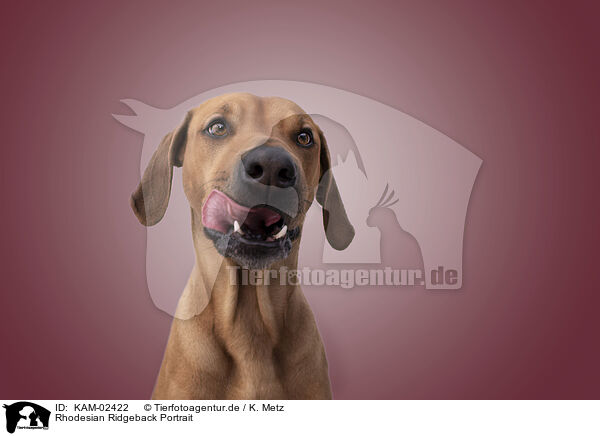 Rhodesian Ridgeback Portrait / KAM-02422