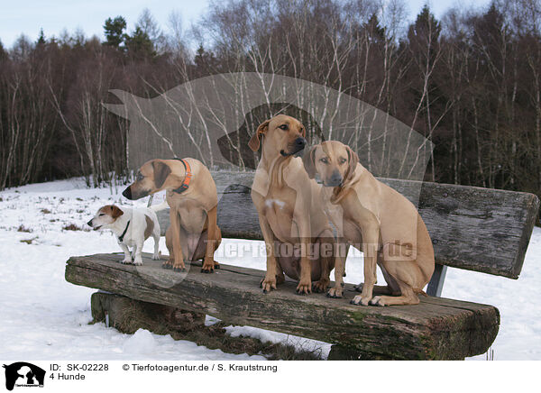 4 Hunde / 4 dogs / SK-02228