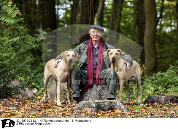 2 Rhodesian Ridgebacks / SK-02232