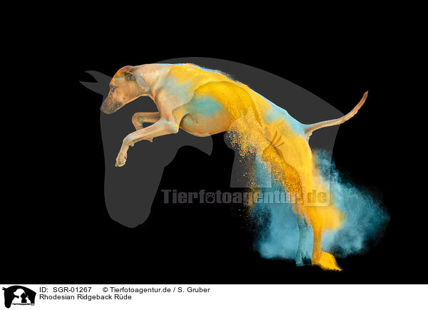 Rhodesian Ridgeback R�de / SGR-01267