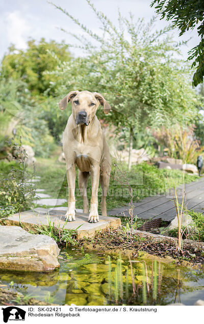 Rhodesian Ridgeback / Rhodesian Ridgeback / SK-02421