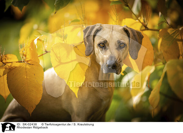 Rhodesian Ridgeback / SK-02438