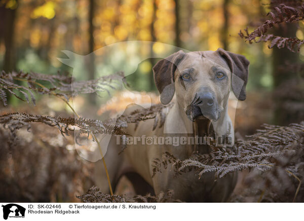 Rhodesian Ridgeback / SK-02446