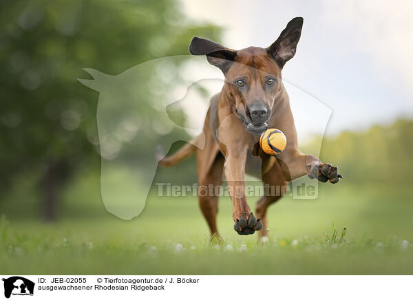 ausgewachsener Rhodesian Ridgeback / JEB-02055