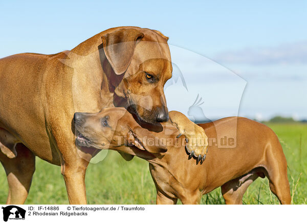 2 Rhodesian Ridgebacks / 2 Rhodesian Ridgebacks / IF-14886