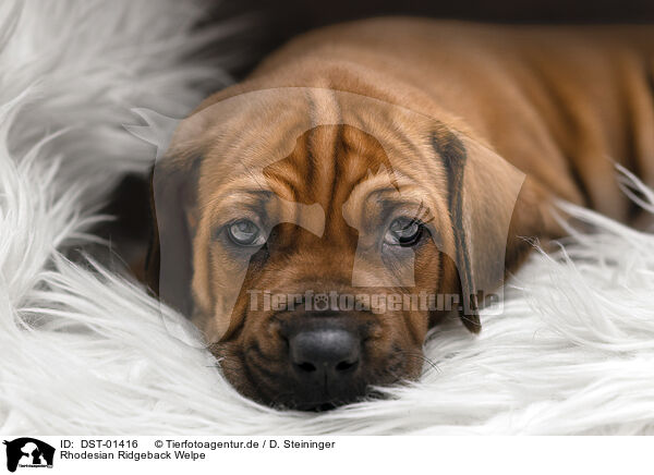 Rhodesian Ridgeback Welpe / Rhodesian Ridgeback Puppy / DST-01416