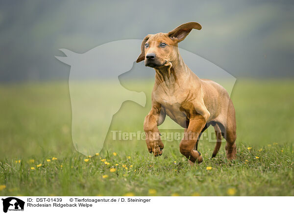 Rhodesian Ridgeback Welpe / Rhodesian Ridgeback Puppy / DST-01439