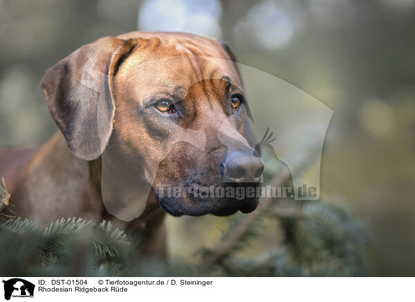 Rhodesian Ridgeback R�de / male Rhodesian Ridgeback / DST-01504