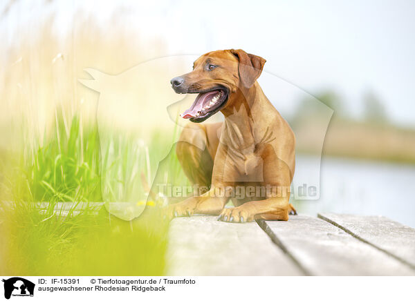 ausgewachsener Rhodesian Ridgeback / adult Rhodesian Ridgeback / IF-15391