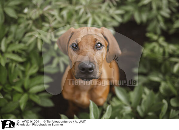 Rhodesian Ridgeback im Sommer / Rhodesian Ridgeback in summer / AWO-01004