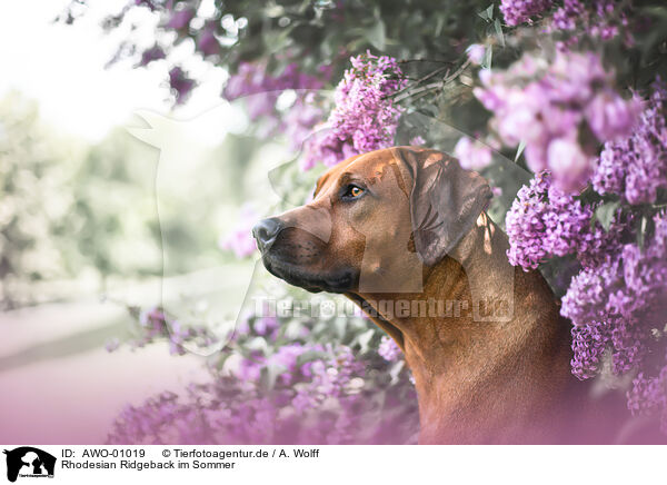 Rhodesian Ridgeback im Sommer / Rhodesian Ridgeback in summer / AWO-01019