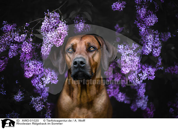 Rhodesian Ridgeback im Sommer / Rhodesian Ridgeback in summer / AWO-01020