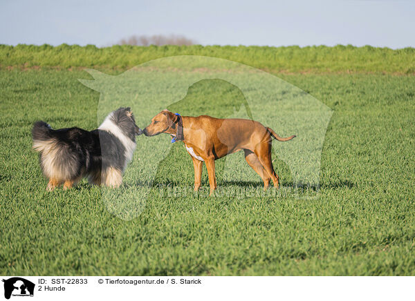 2 Hunde / 2 dogs / SST-22833