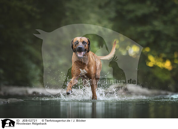 Rhodesian Ridgeback / Rhodesian Ridgeback / JEB-02721