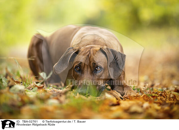 Rhodesian Ridgeback Rde / male Rhodesian Ridgeback / TBA-02761