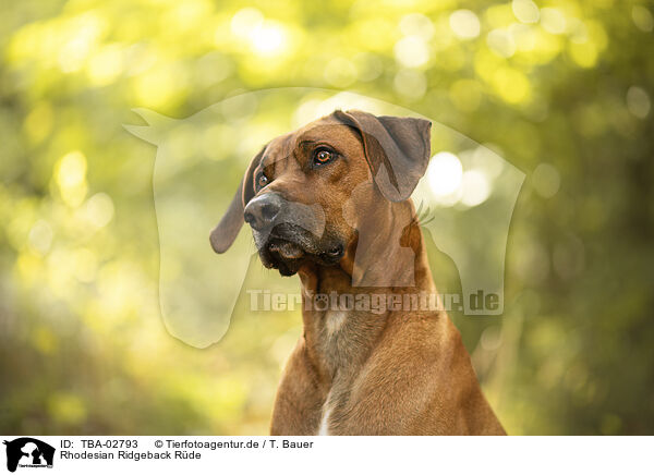 Rhodesian Ridgeback Rde / male Rhodesian Ridgeback / TBA-02793