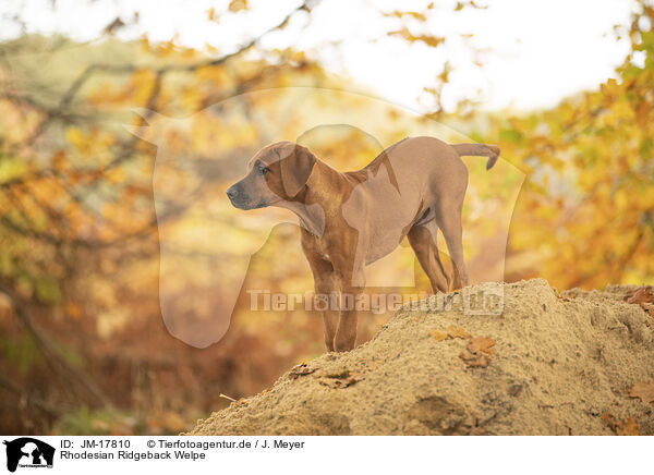 Rhodesian Ridgeback Welpe / Rhodesian Ridgeback Puppy / JM-17810