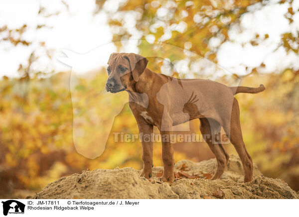 Rhodesian Ridgeback Welpe / Rhodesian Ridgeback Puppy / JM-17811