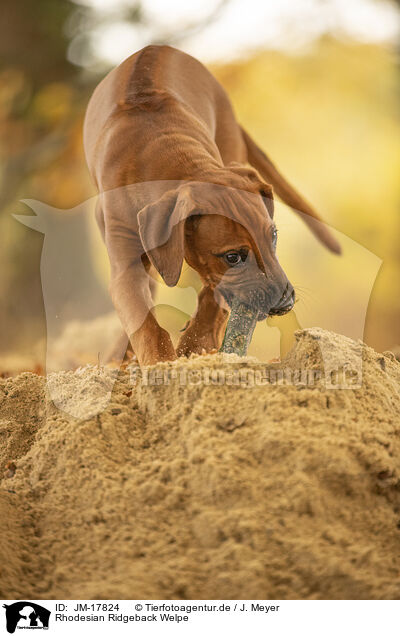 Rhodesian Ridgeback Welpe / Rhodesian Ridgeback Puppy / JM-17824