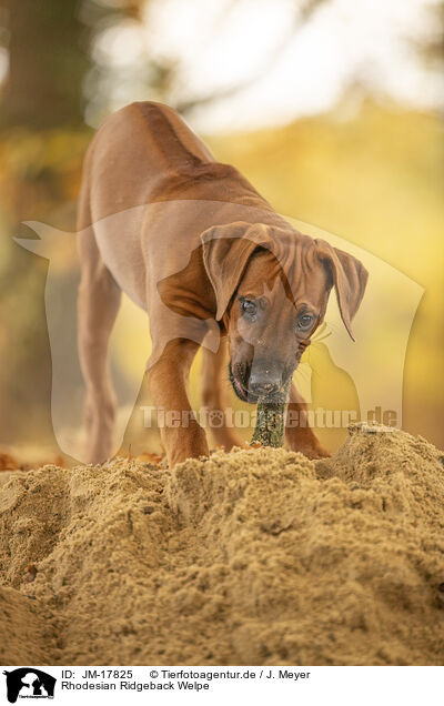 Rhodesian Ridgeback Welpe / Rhodesian Ridgeback Puppy / JM-17825