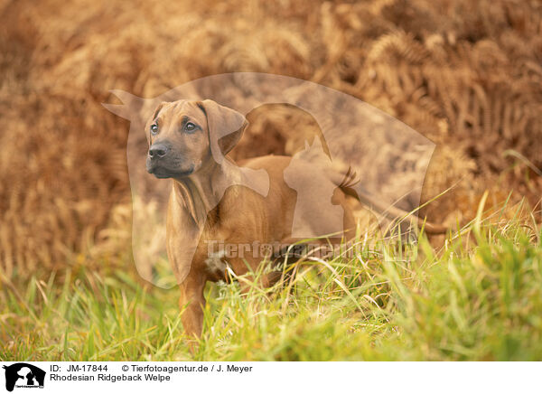 Rhodesian Ridgeback Welpe / Rhodesian Ridgeback Puppy / JM-17844