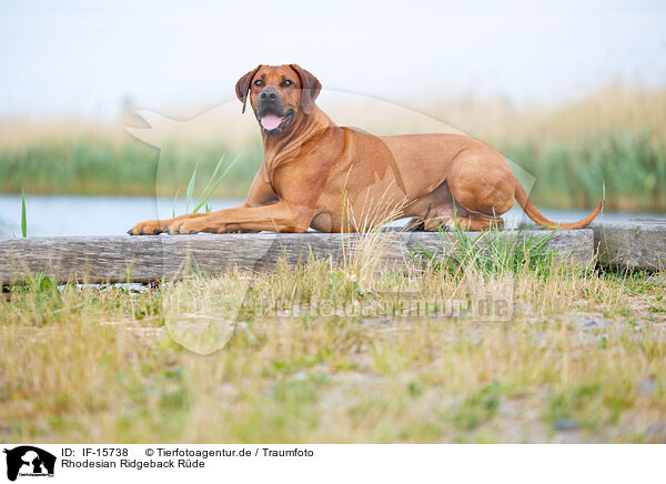 Rhodesian Ridgeback Rde / male Rhodesian Ridgeback / IF-15738