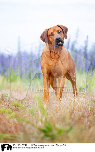 Rhodesian Ridgeback Rde / male Rhodesian Ridgeback / IF-15746