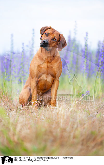 Rhodesian Ridgeback Rde / IF-15748