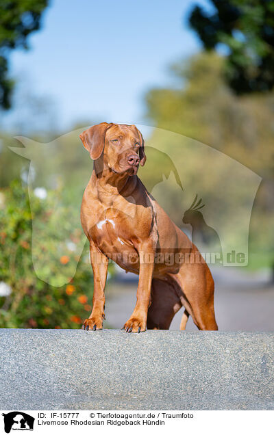 Livernose Rhodesian Ridgeback Hndin / Livernose Rhodesian Ridgeback / IF-15777