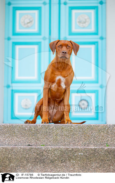 Livernose Rhodesian Ridgeback Hndin / Livernose Rhodesian Ridgeback / IF-15786