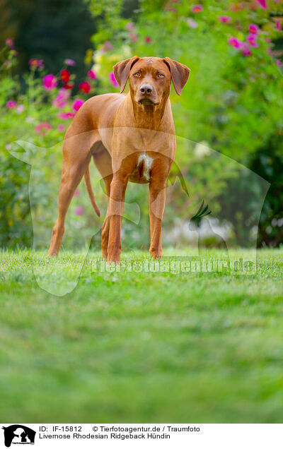 Livernose Rhodesian Ridgeback Hndin / Livernose Rhodesian Ridgeback / IF-15812