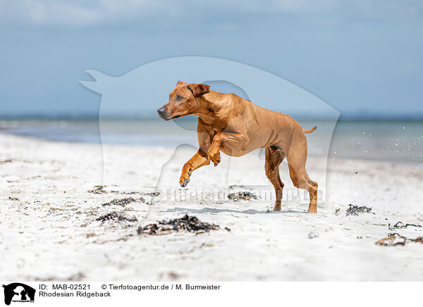 Rhodesian Ridgeback / Rhodesian Ridgeback / MAB-02521