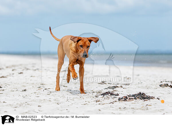 Rhodesian Ridgeback / MAB-02523