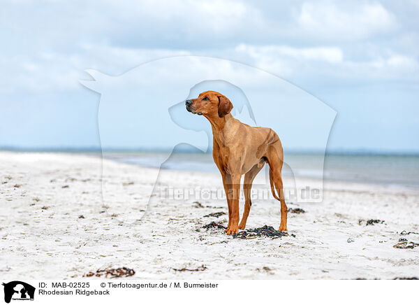 Rhodesian Ridgeback / Rhodesian Ridgeback / MAB-02525