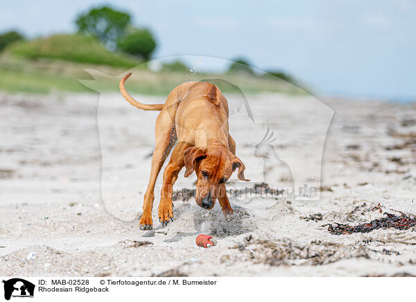 Rhodesian Ridgeback / Rhodesian Ridgeback / MAB-02528